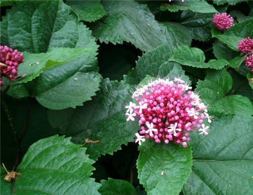 痔疮|农村一种臭草,用来煲汤喝,治疗痔疮有奇效,早喝早好