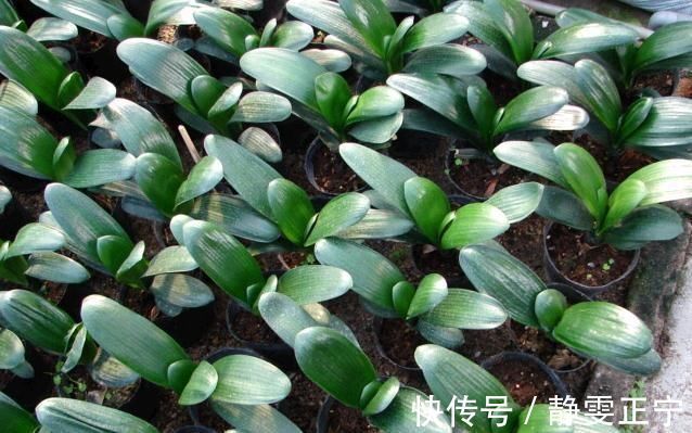 王大姐|王大姐养君子兰,“插”个叶到土里,一盆成10盆,每盆开花都美爆