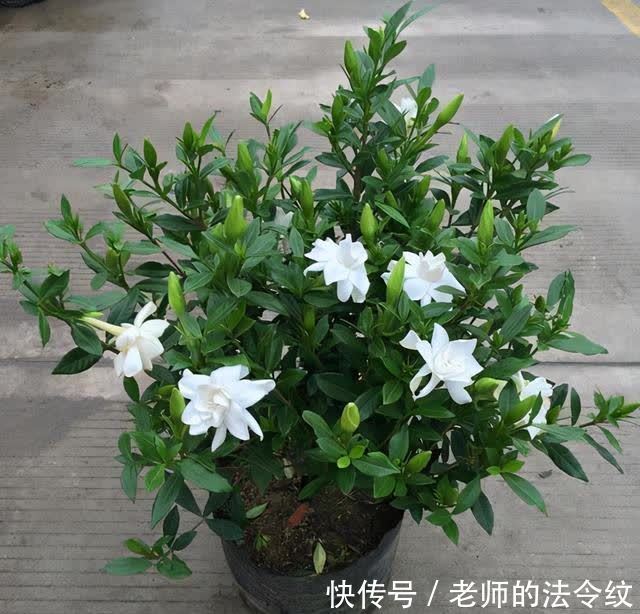 小窍门|购买栀子花的两个小窍门,帮你少吃点亏