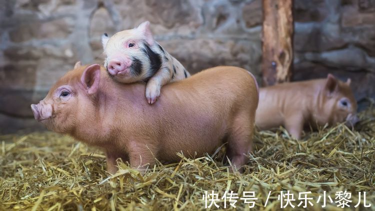 鼠人|属猪人跟啥生肖有缘有份，能做真爱夫妻？婚后幸福到老，多子多福