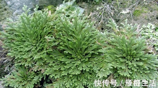 植物|野外有3种“植物”,遇水就活,非常好养,还能做盆景