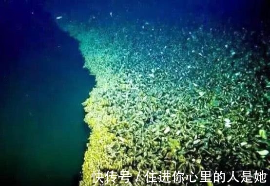 墨西哥湾|墨西哥湾底部的神秘湖泊，被称为“温柔杀手，”没有生物敢靠近它