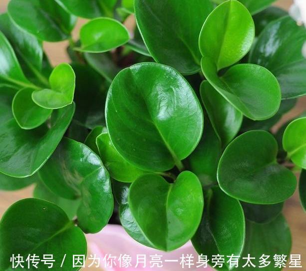 橘子皮扔掉太浪费了!这样处理用作养花,植株根叶嗖嗖疯长