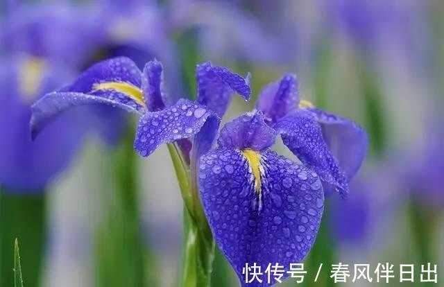 睡眠质量|卧室有一盆这样的绿植,再也不担心失眠了