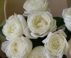  婚礼之路|3款白色系的浓香月季，每一款都仙气十足，你钟爱哪一款？