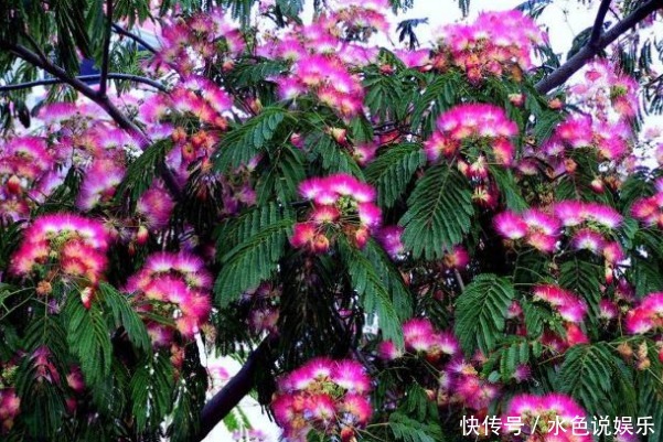 此花象征着永远恩爱，代表着不离不弃的夫妻，有合欢、爱情的美誉