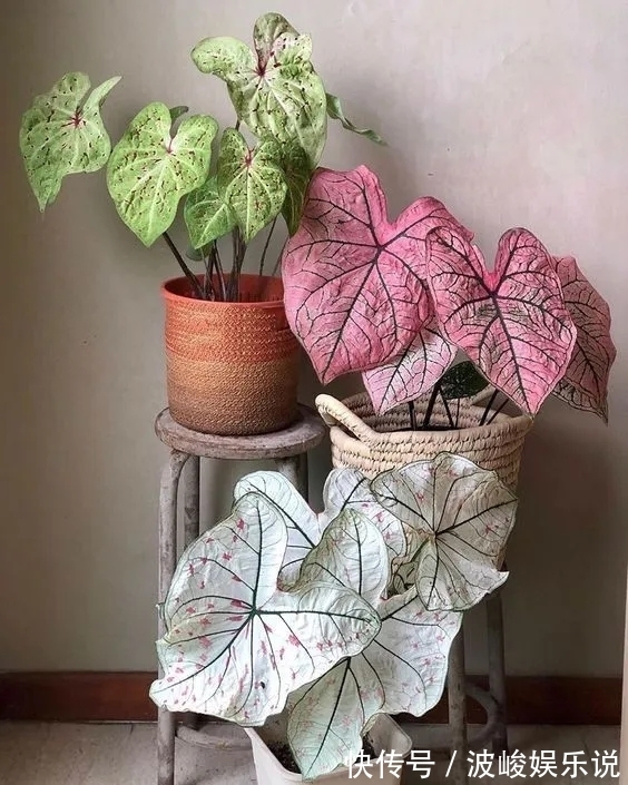 绿森林|8种“漂亮花”别晒大太阳,一晒就耷拉,客厅不见光,养成绿森林