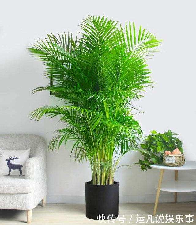 10种健康花,适合养客厅,吉祥有品味,关键个个都是净化高手