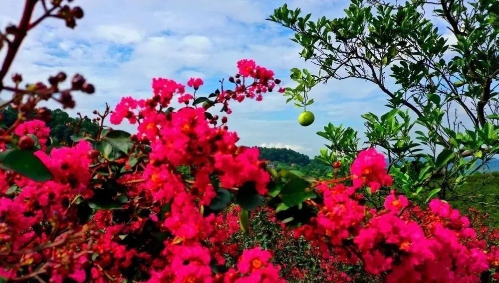 花海|巴南云林天乡的初秋，竟然还能看花海，约不约？