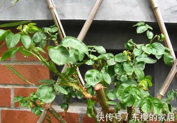 月季花|这些花秋天已“苏醒”,再忙也要施“秋肥”,不然会影响生长