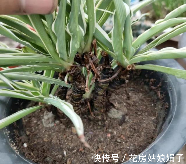 花友们|6块钱的吊兰,3年养成老桩,5年变成1棵小树,做好4点就行