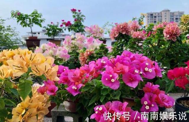 三角梅开花花期短原来用错了“肥料”,赶紧换一种,花开大半年