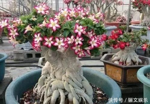 把沙漠玫瑰养成“盆景”,颜值高、价值高,太容易成型了