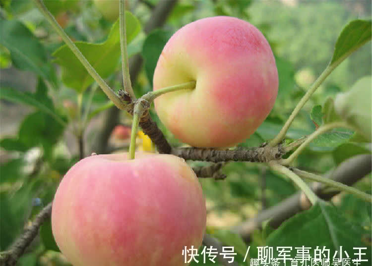 清热|想长寿先养生,三种食物坚持吃,养肝护肝,清热排毒,吃了更年轻