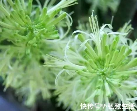 隔壁大爷家的虎皮兰竟然开花了原来是这样养的!怪得到我家没开