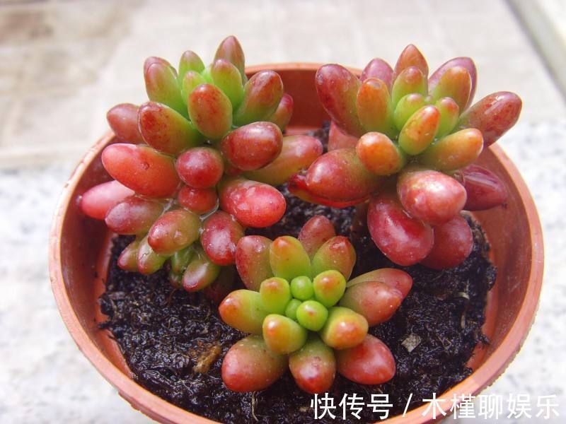 玉米石|一花一世界,一叶一菩提——奇花异草玉米石,玉米石长白山天池