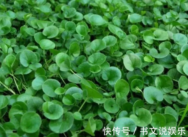 野草|农田里的野草，农民当杂草除，城里卖8元一斤，是上好野菜！