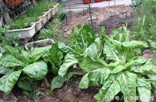 解酒|爱喝酒的人一定要认识的一种野菜,能解酒还能清肠道,多吃保健康