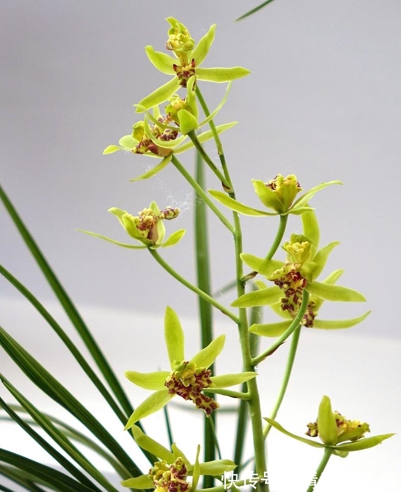 绮秀&兰:淡雅清香远,芉袅意态仙