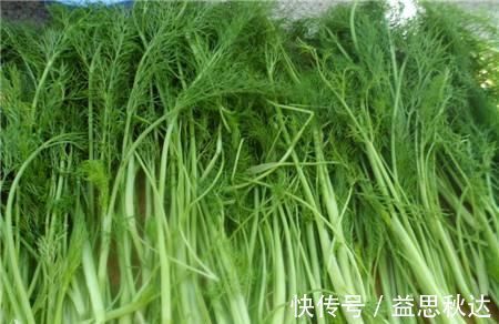 茴香茶|具有健胃理气的功效，是搭配肉食和油脂的绝佳蔬菜。