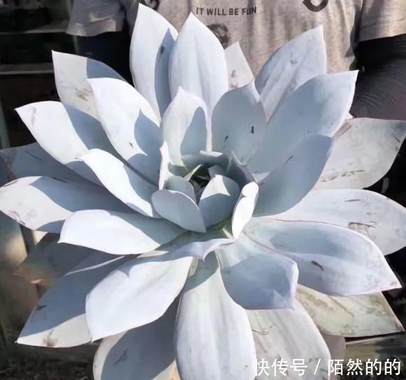 他用水缸养多肉,2年养出巨无霸晚霞,肉友纷纷表示头一次见!
