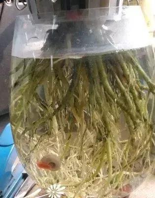 水培花盆里长了绿藻怎么办教你几招轻松解决问题！