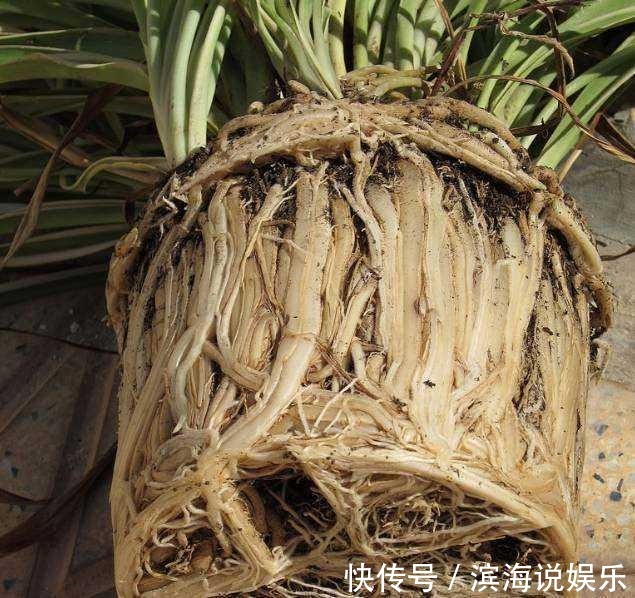兰花|这几种花是吃土机器,秋天必须换盆土,否则再怎么养都黄叶哗哗掉
