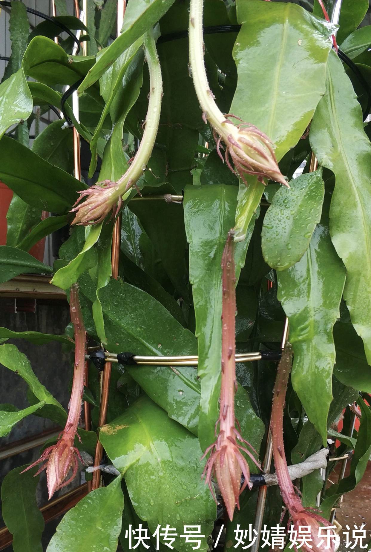 养花|1种花1年只开2、3天，花朵洁白、有仙气，养它值了！