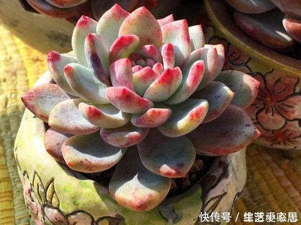 多肉植物''夏必死''摸清5个门道,新手花友入手不再犯愁