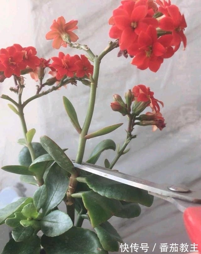 谁说老桩长寿开花少,看看花友家的巨无霸,三年长成半米花树