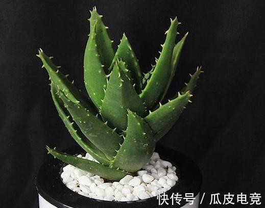 一氧化碳|卧室放这四种植物,对人体大有好处