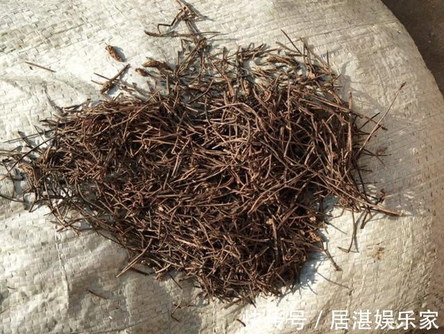 土壤养分不足盆里放“3种料”,疏松、透气、又肥沃,花卉爆盆