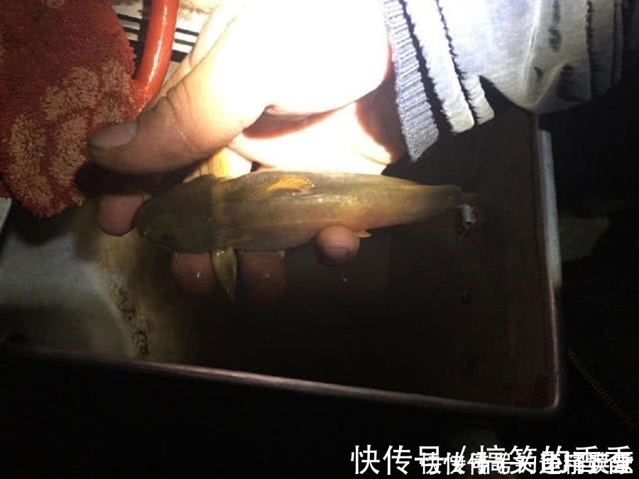 钓鱼|洪水过后去钓鱼，这么大的黄颡鱼，还是头一次钓获