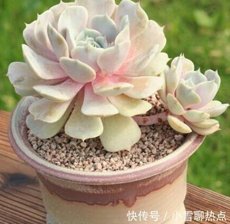 养花别乱养，5种花‘镇宅旺财‘