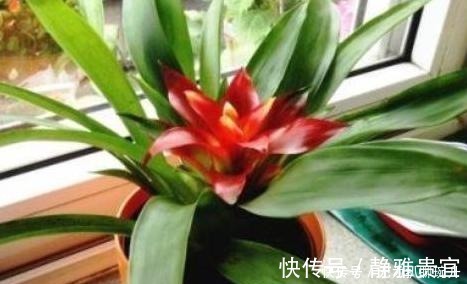 花土|养花难不难？老花匠说：难的是养土，学会2个小诀窍，养好花不难