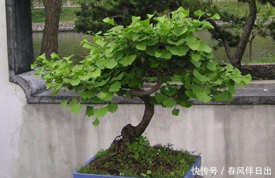 秋天的银杏美到窒息,快来学习如何养在家里