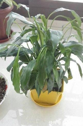 缺水|白掌这样养,保证花多叶亮,不蔫软,不黄叶,真的一帆风顺!