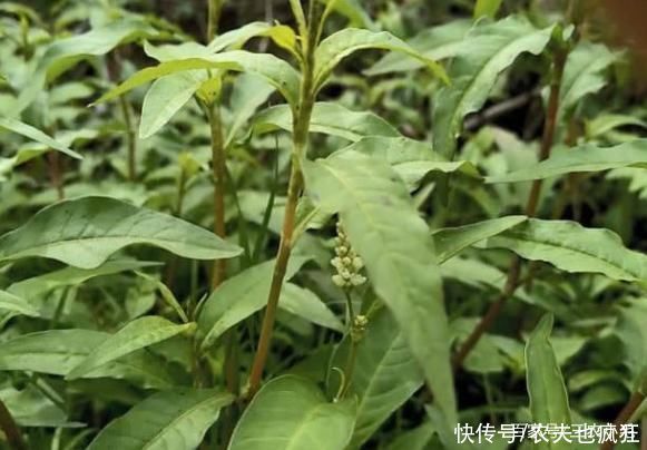 辣椒|辣蓼草比辣椒还辣,却是做酒曲不可少的原材料,附酒曲制作方法