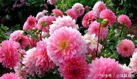 等到它|新手养花,掌握3个技巧,花期延长好几个月,四季反复爆花!