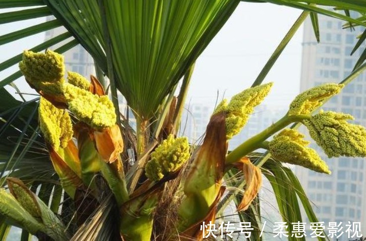 浇水不能有的4个“坏习惯”，新手赶紧改，否则土壤板结，易烂根