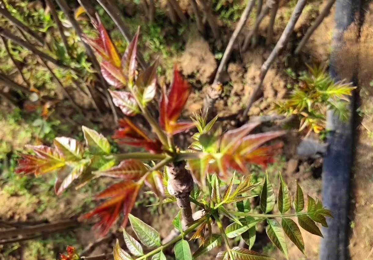 春天宁可不吃肉,也要吃此4种“芽菜”,好吃营养,错过要等一年