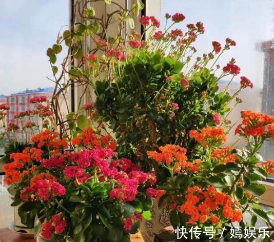 修剪|盆栽养殖长寿花,花谢就修剪、施肥,等一个月又能催花了