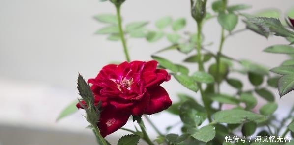 春天把盆栽这5个地方“剪光光”,才能花开不断!