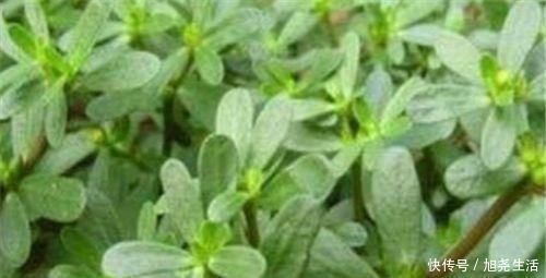 薯蓣皂苷|会吃的人更长寿,四种食物离不开,补充营养,早吃早好