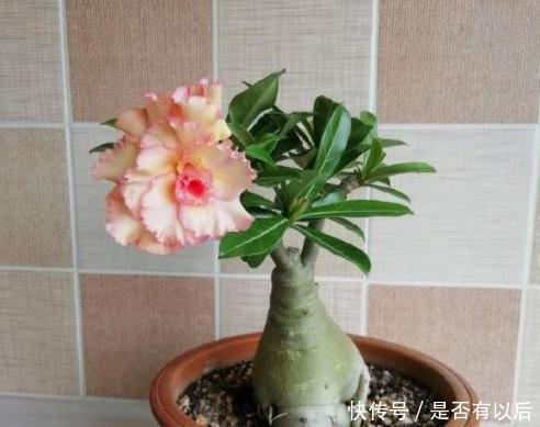 沙漠玫瑰|给沙漠玫瑰浇水就像“人喝水”,掌握正确方法,不渴千万别浇水!