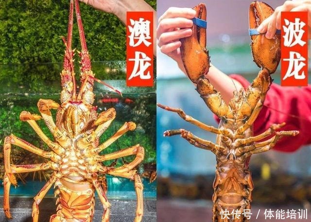 龙虾界的冒牌货,只因名字里有“龙虾”二字,“骗”了吃货不少钱