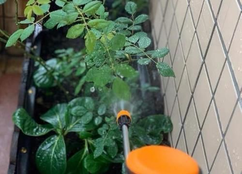 存活率|养花扦插育苗，用它催根，存活率太高，家里都摆不下了！