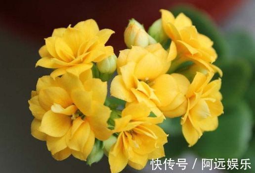 喜欢在家中养护花卉，就选5种花卉，花色鲜艳，花期长，优雅妖娆