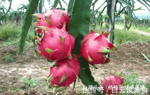仙蜜果|人倒下的不是病，而是无知！吃完火龙果切莫碰此物，很多人不清楚