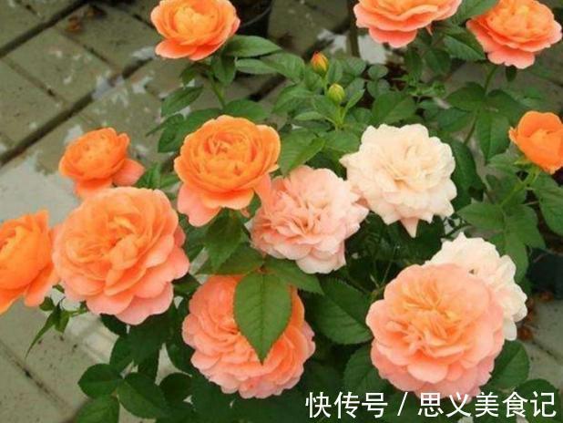 食醋|别用这4样水浇花，不然养什么植物都得浇一盆死一盆
